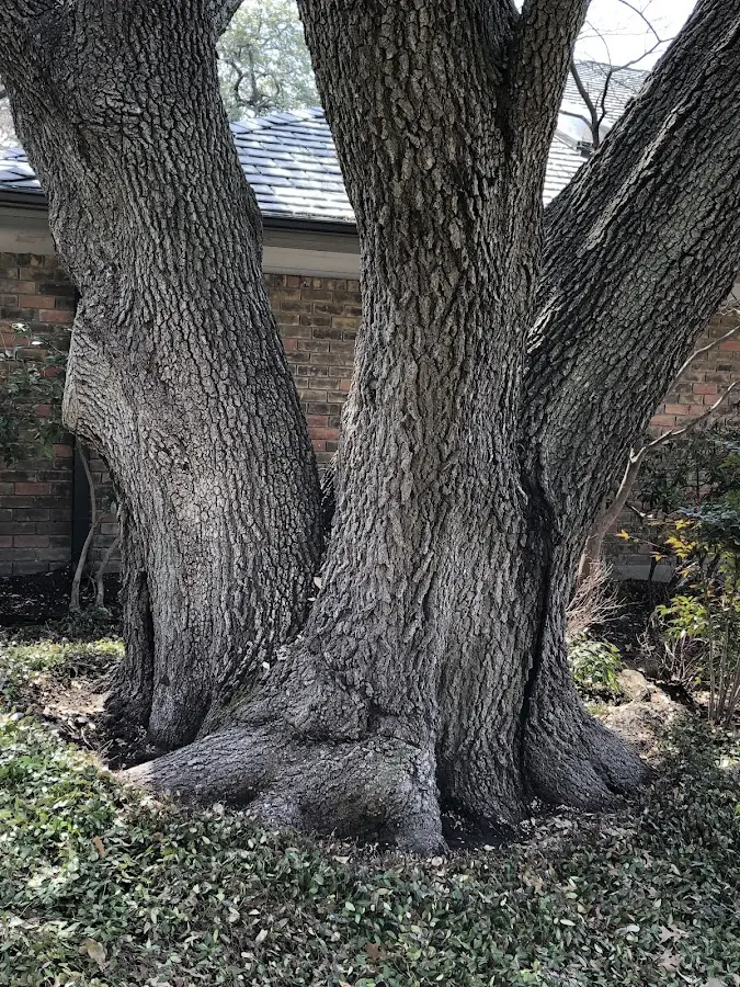 Mature heritage tree close to a Aliquippa property cared for by certified arborists